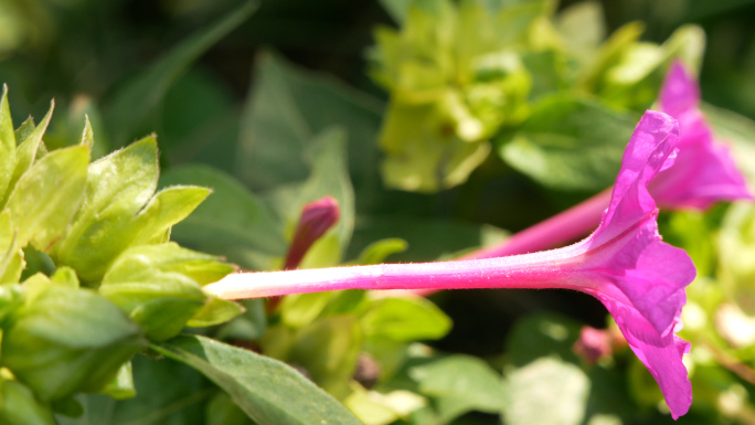 紫茉莉_胭脂花