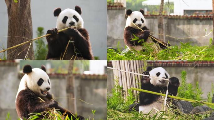 大熊猫 萌 可爱 慢动作