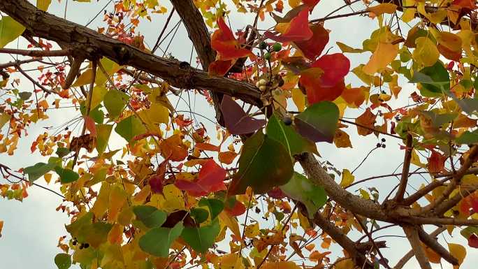秋天树叶黄了红了赏秋秋色
