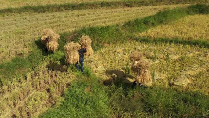 航拍田埂间农民挑收割好的稻子