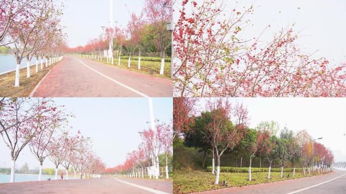 龙湖喷泉道路风景枫叶