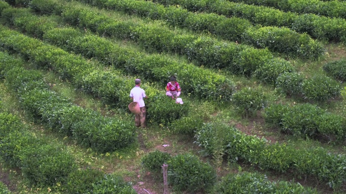 航拍在云南茶叶种植园采茶的农民