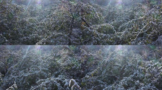 枝头挂雪的苹果树