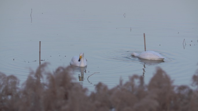 一对正在湖水中进食的白天鹅