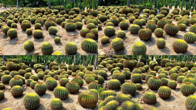 多肉植物仙人球热带植物沙漠植物厦门植物园