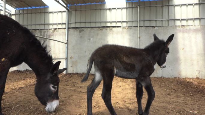 乡村振兴 扶贫产业 养奶牛 马 驴