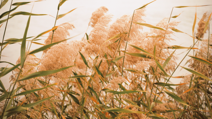 【原创】风吹芦苇荡