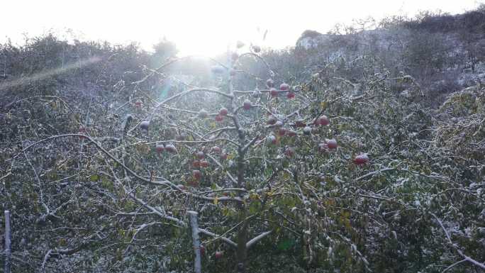 雪后挂满红苹果的苹果树