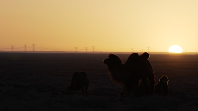 日出唯美骆驼
