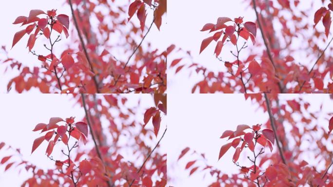 【8K正版素材】自然秋天红叶树枝近景后移