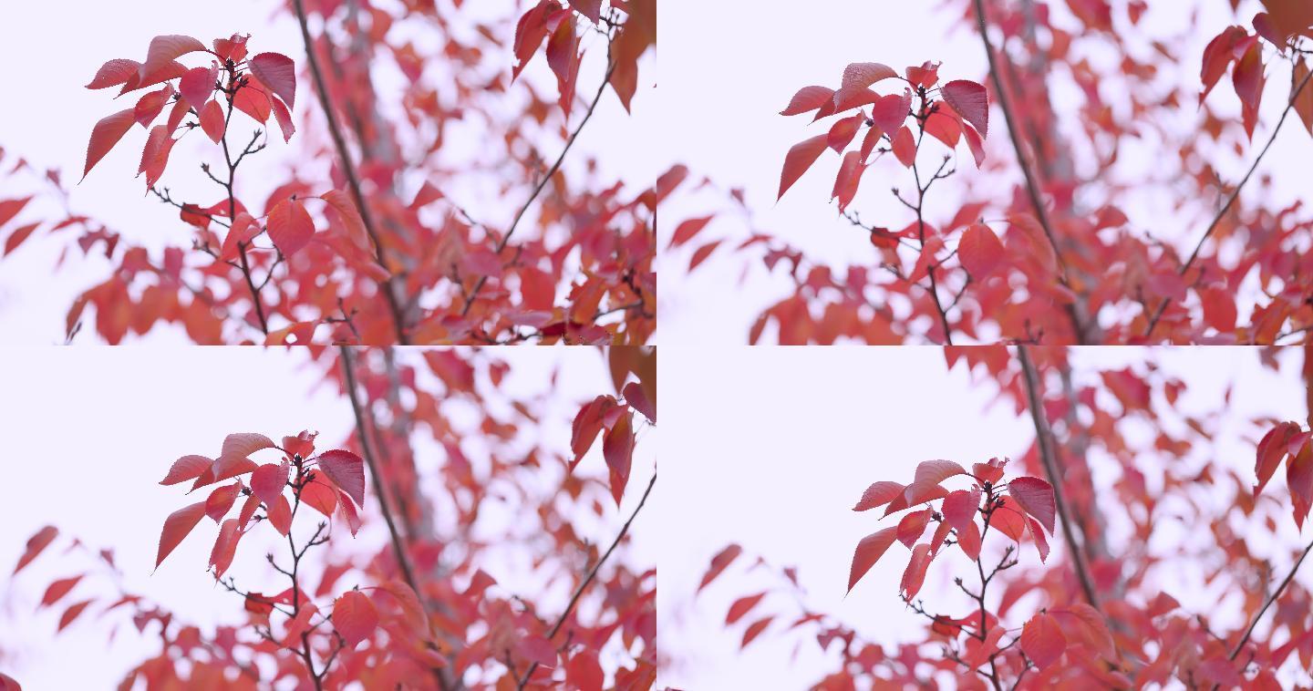 【8K正版素材】自然秋天红叶树枝近景后移