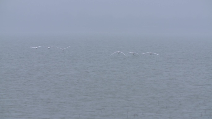 一群白天鹅