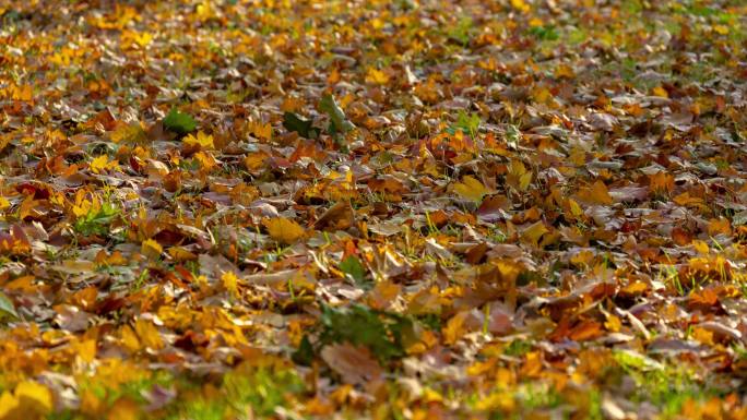 金黄落叶光影空镜延时视频