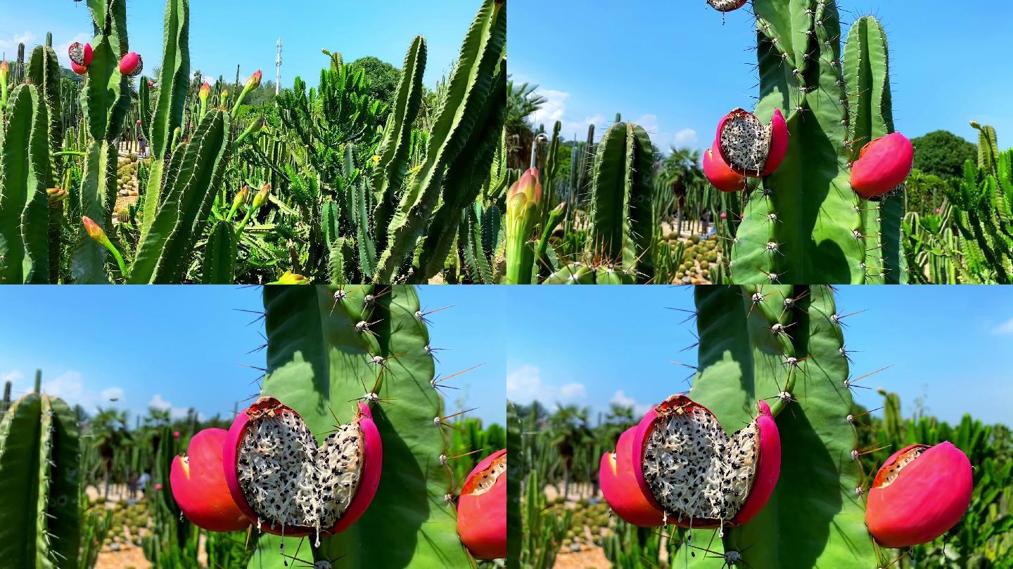 多肉植物仙人球热带植物仙人掌果多肉植物园