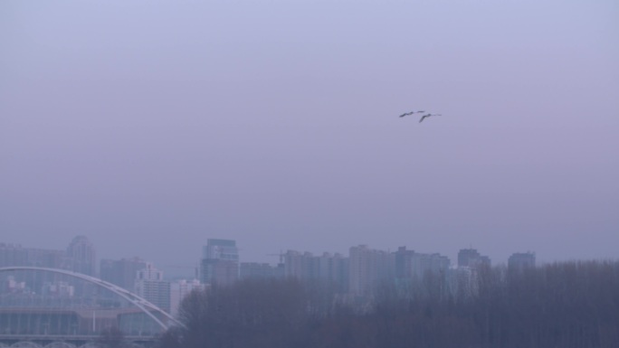 一对天鹅飞过城市上空