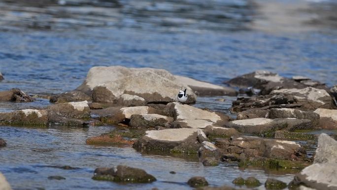 水鹡鸰河边水鸟长焦清晰拍摄