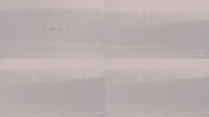雾气中飞过一群天鹅
