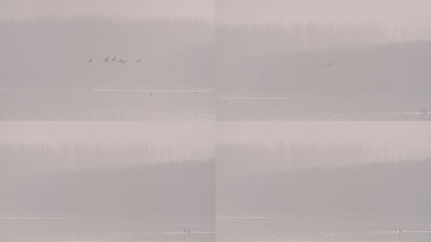 雾气中飞过一群天鹅