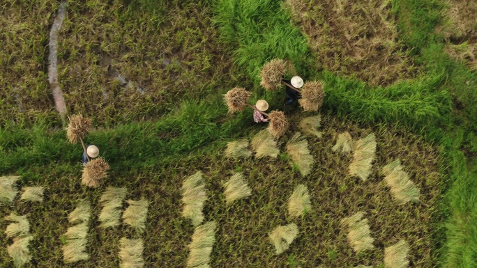 田埂上挑着稻子的农民