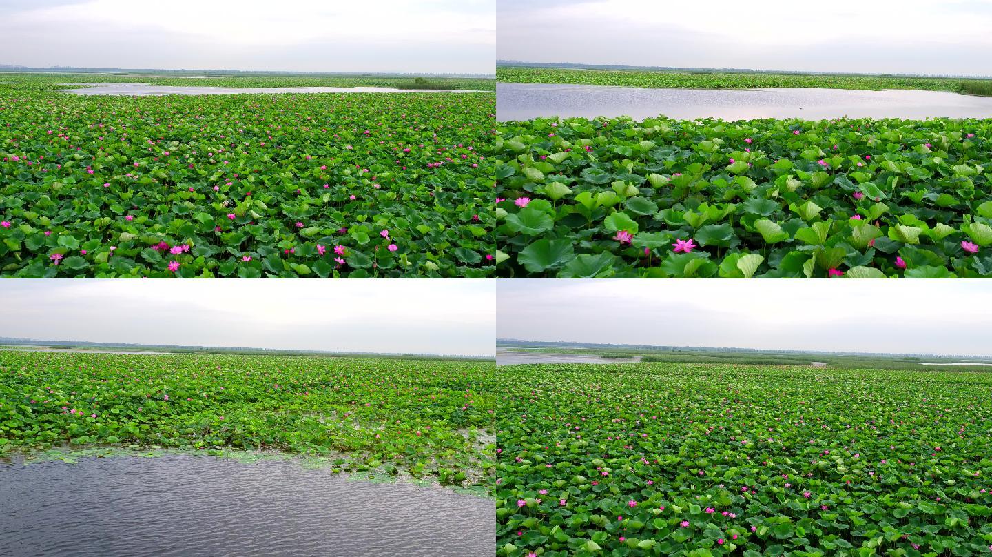 湿地大面积荷花航拍水鸭拍摄高饱和荷花