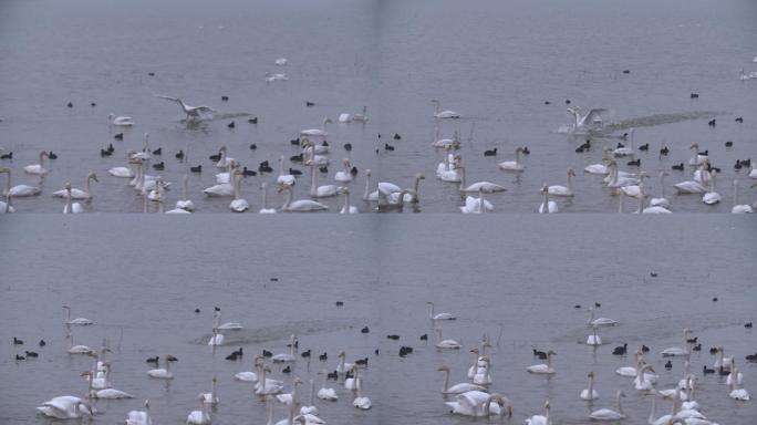 一只天鹅在湖中降落