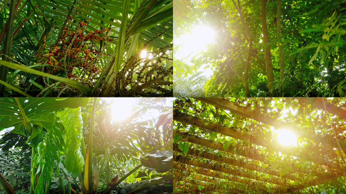 多种植物 漏光
