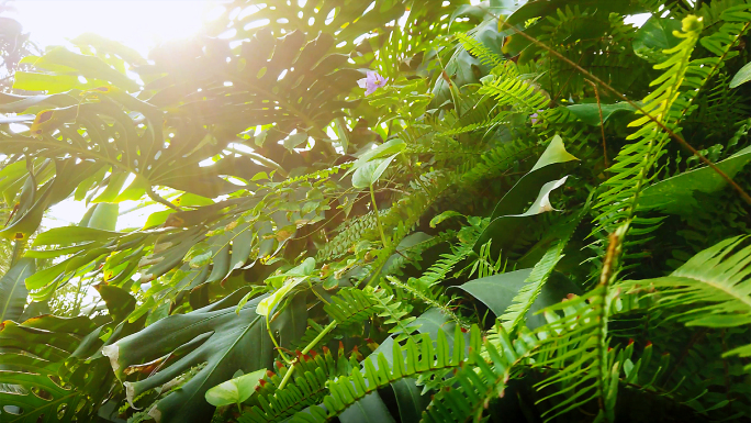 多种植物 漏光