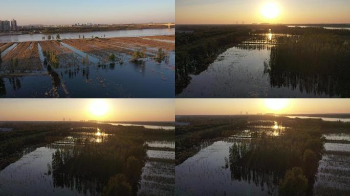 山东济南：航拍黄河湿地落日