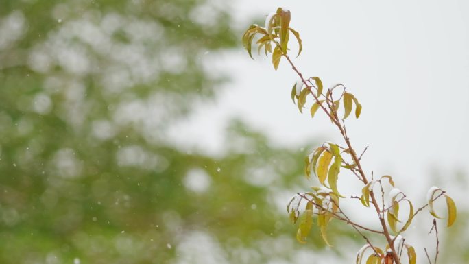 秋雪-慢慢飘落的雪花