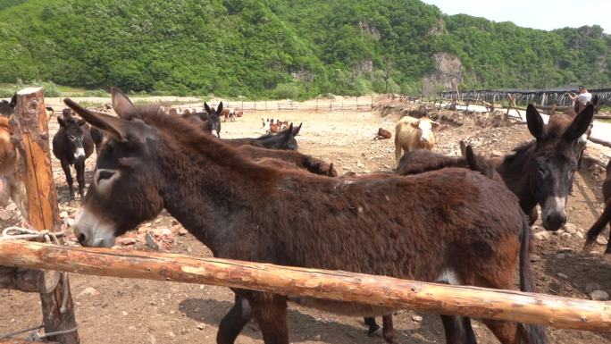 乡村振兴 扶贫产业 养奶牛 马 驴