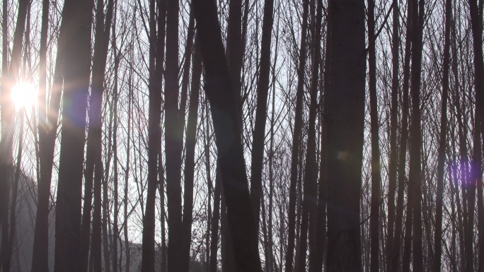 逆光拍摄杨树林