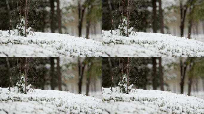 雪花慢慢飘落