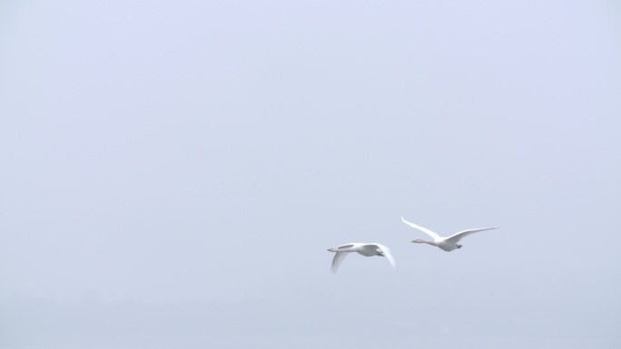 长焦拍摄天鹅情侣飞来在湖面降落