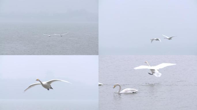 长焦拍摄天鹅情侣飞来在湖面降落