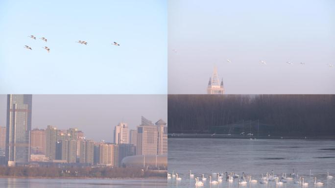 一群天鹅飞过城市高楼落入湖水