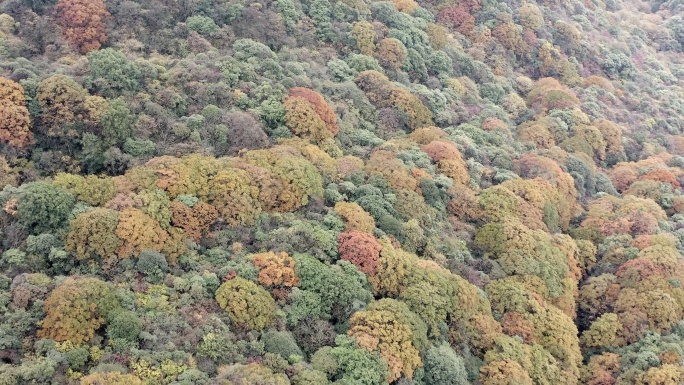 航拍雷公山国家森林公园