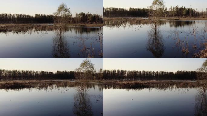 山东济南：黄河湿地落日