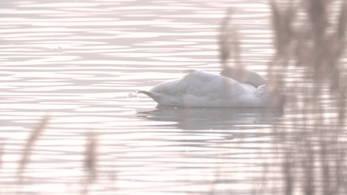 一只在水面休息的天鹅
