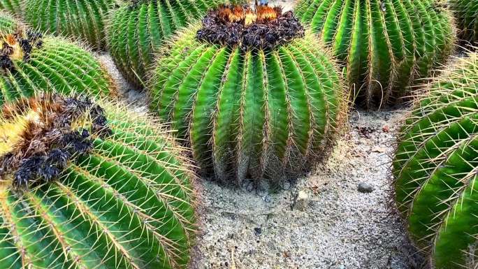 多肉植物仙人球热带植物沙漠植物厦门植物园