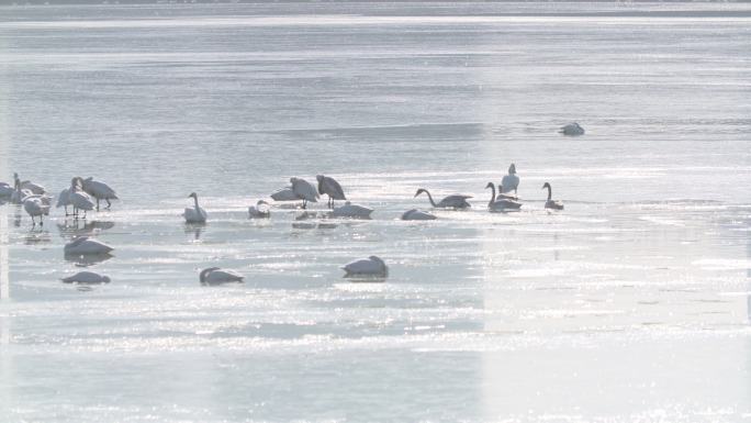 一群在冰窟窿边玩耍的天鹅