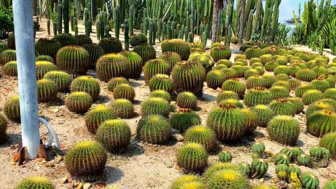 多肉植物仙人球热带植物沙漠植物厦门植物园