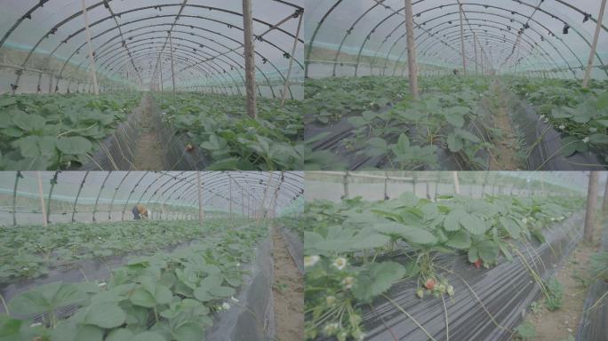 草莓大棚种植基地（未调色版+稳定器）