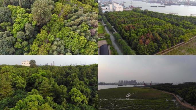 航拍江边涵养林水土涵养河道治理植被种植