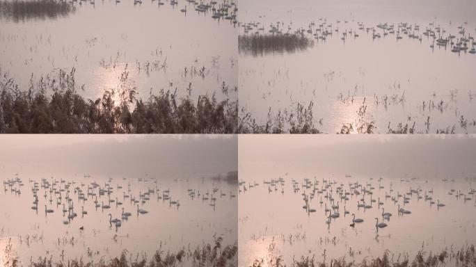 雾霾天湖面上的大天鹅