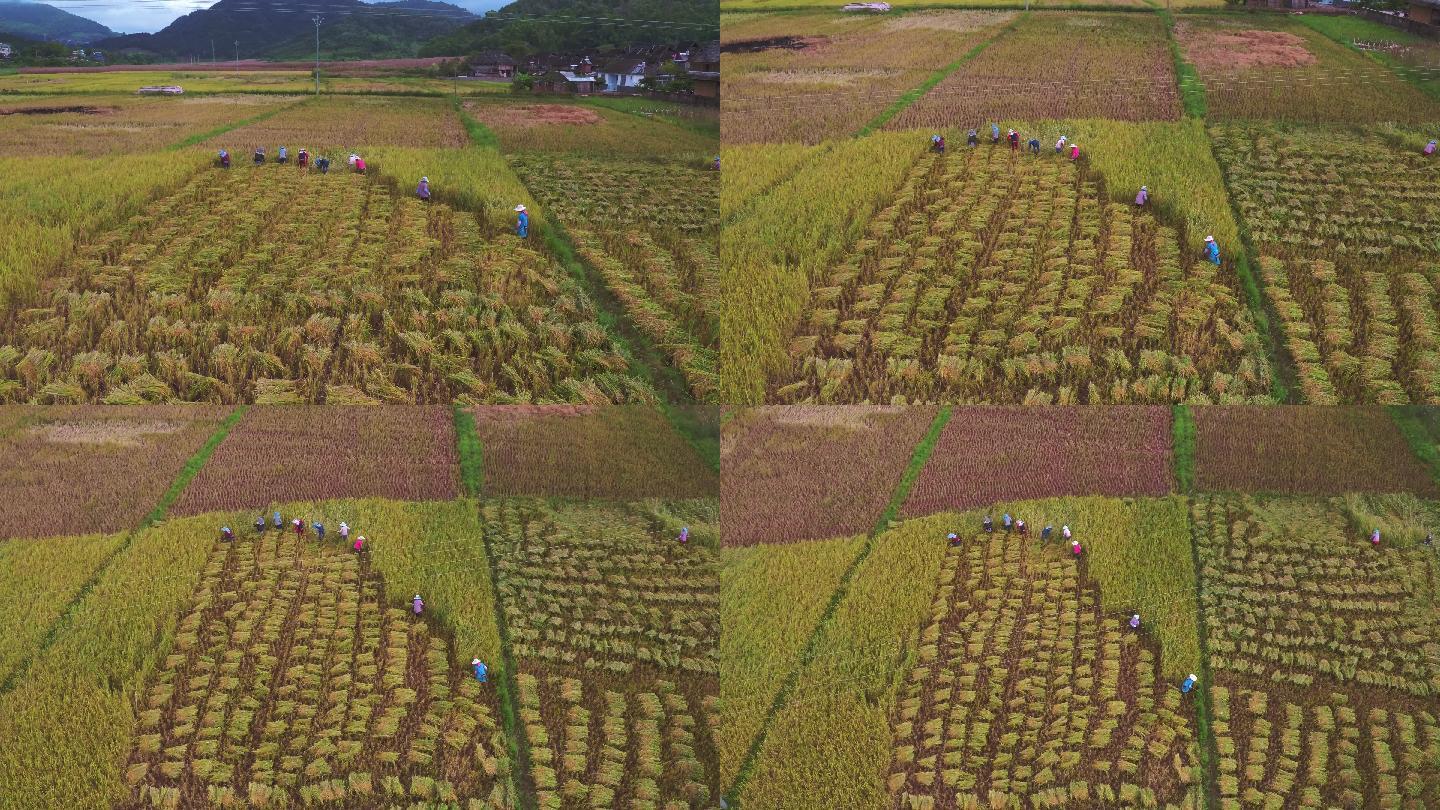 航拍云南边境农民手工收割水稻