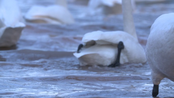 从后面拍摄天鹅入水开始游泳的过程