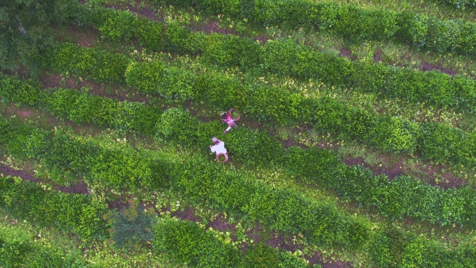 航拍在云南茶叶种植园采茶的农民