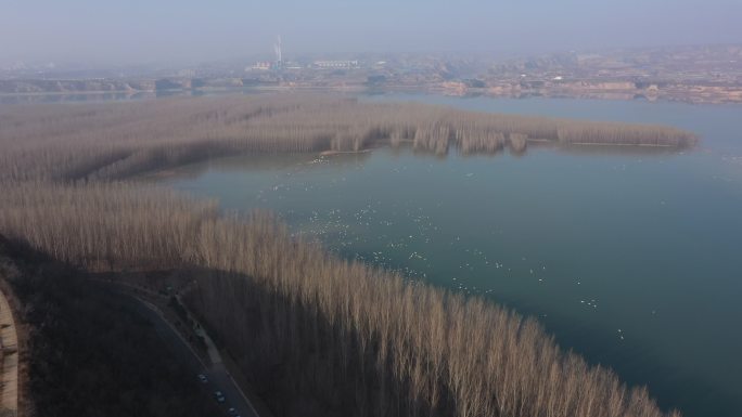 湿地大天鹅保护区