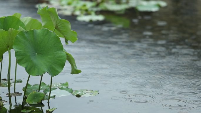 沣东诗经里雨中荷叶