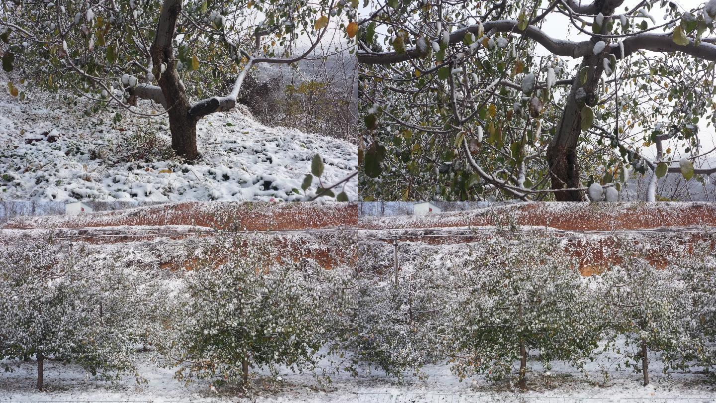 雪后的苹果树